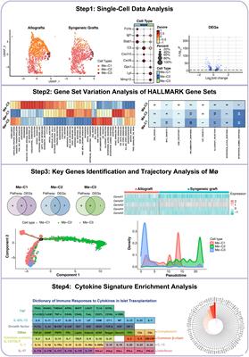 Exploring the molecular mechanisms of macrophages in islet transplantation using single-cell analysis